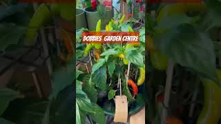 Dobbies Garden Centre viralshort gardenlovers greenchilli trending viralshort shortsfeeduk [upl. by Esiouqrut]