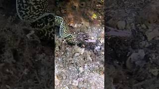 Spotted Moray Eel Encounter in Florida [upl. by Benco170]