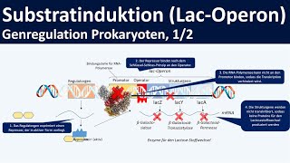 Lac Operon  LactoseOperon Modell  Genregulation durch Substratinduktion 12 [upl. by Jaclin]