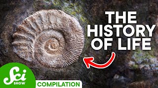 A Timeline of Life on Earth 4 Billion Years of History [upl. by Graham]