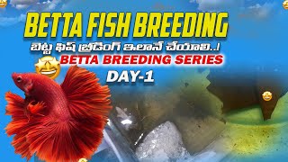 BettaFish Breeding in Telugu  Betta Breeding Series Day1  Betta Breeding  Sri Ganapthi Fish Farm [upl. by Almeria]