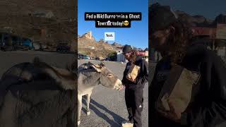 Went to the Historic Ghost and Mining Town of Oatman and fed wild donkeys Oatman Arizona fyp [upl. by Libys]