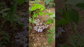 Solanum nigrum wild flora of Dharwad Karnataka [upl. by Aliuqet]