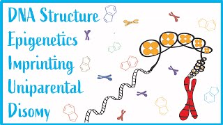 DNA Structure Epigenetics amp Imprinting Beautiful USMLE Lectures [upl. by Dhiman]