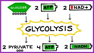 Aerobic Cellular Respiration Glycolysis Prep Steps [upl. by Aivatnwahs925]