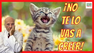 PORQUÉ MI GATO MAULLA RARO 🔴 QUE PASA CUANDO UN GATO MAULLA MUCHO [upl. by Konstantine]