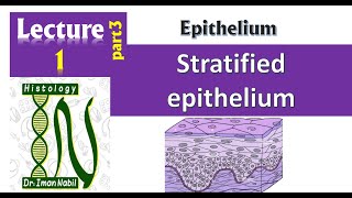 1cStratified epitheliumHistologyFirst year [upl. by Nwahsar]