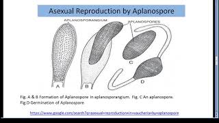 Life Cycle of Vaucheria By Dr P F Dhabarde [upl. by Marybella]