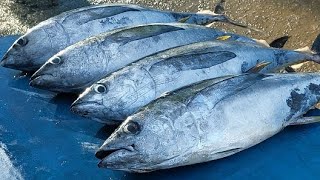 Live 16 Apr 24 ‼️🔥🐬 Cutting Fresh Yellowfin Tuna [upl. by Alyaj]