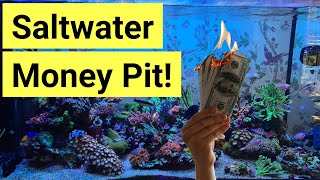 How Much Does It Cost To Set Up A Saltwater Tank [upl. by Huntlee614]