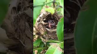 Yellowvented Bulbul nest in low bushes with 2 chicks [upl. by Joao160]