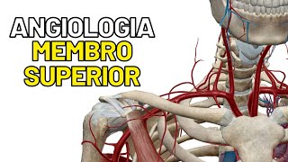 ANGIOLOGIA do membro SUPERIOR Artérias veias Aula de Anatomia humana grátis e fácil [upl. by Mcilroy]