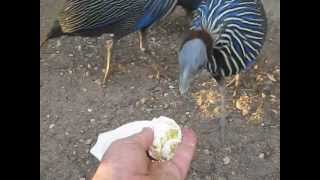 vulturine guinea fowls [upl. by Eiramllij]