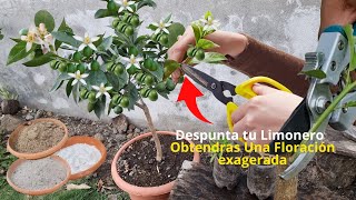 ¿No da Frutos ni Florea tus Cítricos Debes conocer este Secreto Obtendrás Floración rápido [upl. by Bowles]