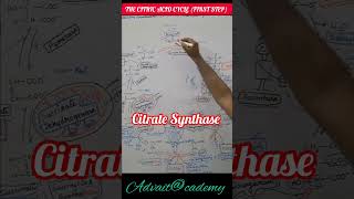 Citrate Synthase First step of the Citric Acid Cycle [upl. by Audry248]