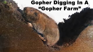 Watch a Gopher dig tunnels in the quotGopher Farmquot Live Trapping Gophers  Mousetrap Monday [upl. by Paola348]