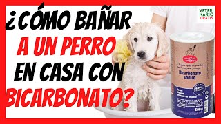 🚿¿COMO BAÑAR A UN PERRO en CASA CON BICARBONATO 🚿EN SECO Y CON AGUA 🛁 [upl. by Ierna]