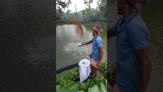 Giving food to small fish fish fishing shorts [upl. by Enoved640]