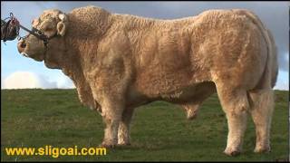 Charolais Bull Cresus at Sligo AI wwwsligoaicomwmv [upl. by Tull]