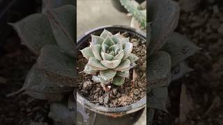 Echeveria purpusorum succulents plants [upl. by Nylhtiak]