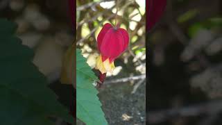 やっと秋！ ⑤ウキツリボク！ Trailing abutilon [upl. by Sy]