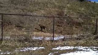 Stella Mastiff vs Coyote Toronto [upl. by Ymarej43]