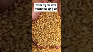 Wheat seed treatment farming agriculture [upl. by Mathi]