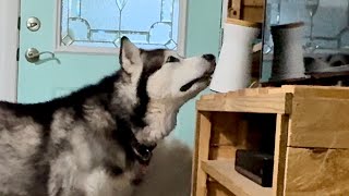 Dogs Outsmart Furbo Knocking It Over And Raiding The Treats alaskanmalamute husky furbo [upl. by Lolita]