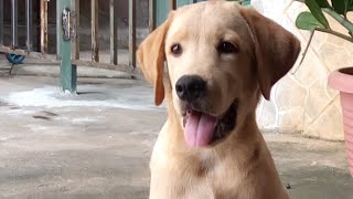 LABRADOR 4 MESES COMO ADESTRAR SEU CÃO E GANHAR ATÉ 150 PHR COM ADESTRAMENTO LINK NA DESCRIÇÃO [upl. by Llevaj]