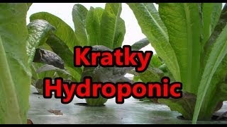 Harvest Romaine Lettuce From Kratky Hydroponic Raft System [upl. by Odnumde]