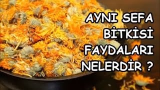 AYNI SEFA BİTKİSİNİN FAYDALARI NELERDİR [upl. by Michell]