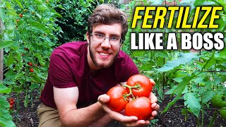 How to Fertilize Tomato Plants for a Dream Harvest [upl. by Esidnac]