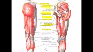 Anatomy of the GLUTEAL REGION  Dr Yusuf [upl. by Maure]