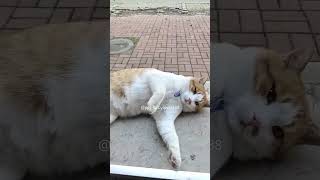 They were walking down the stairs 🤣🥰 foryou funny funnycat fuunypets cat [upl. by Neerbas562]