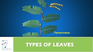 TYPES OF LEAVES [upl. by Yesnnyl]