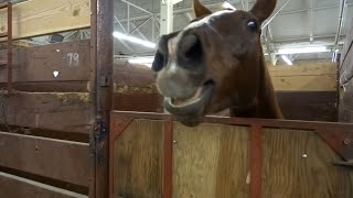 30 Minutes of HILARIOUS Horses  Best Compilation [upl. by Gasparo]