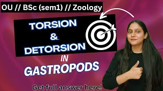 torsion and detorsion in gastropods  osmania University  BSc Zoology sem 1  humera [upl. by Ludwig]