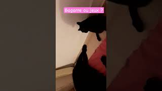 BAGARRE OU JEUX  DE CHAT  lechat chatdrole catlove straycats viralvideo chatideo [upl. by Kin20]