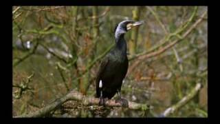 The Cormorants 1 of 4 [upl. by Okiam585]