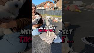 Wer gewinnt Hund vs Hund 🐶 vlog hund djineo [upl. by Gyatt387]