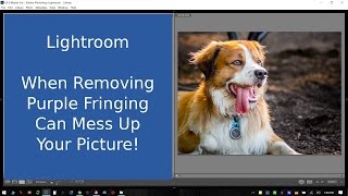 Lightroom  Quick Edit amp Notes on Purple Fringing ep16 [upl. by Collen627]