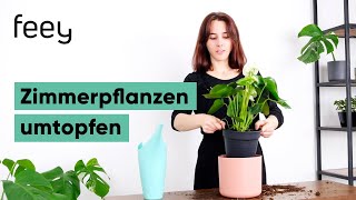 Zimmerpflanzen umtopfen [upl. by Einad]