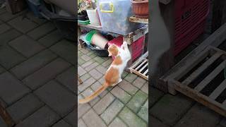 Betina kalau marah bisa kacau dunia kucing betina [upl. by Nwahsauq691]