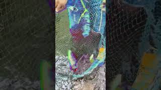 Giant Gourami growth for18 months farming villagegourami giantgourami fishing fishfarming [upl. by Hayalat180]