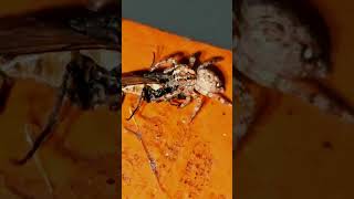 Housefly vs spider fight insectfight insectopedia123 fight wildlifeanimals [upl. by Acinhoj]