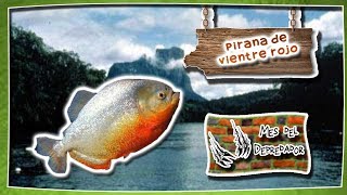 piraña de vientre rojo El enjambre de peces devoradores  documental de animales salvajes [upl. by Maurizia]