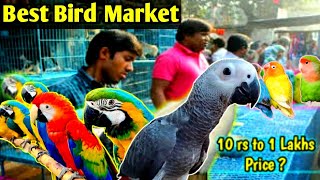 Exotic Birds Market India  Lucknow Exotic Birds Shop  Best and cheapest Birds market [upl. by Dnomaid]