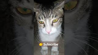 Cat hand cute capture ✨✨💓💓😺By GURUGHANTALBABA3 song bollywood newsong music [upl. by Irakab]