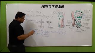 Prostate Gland  Structure of Prostate gland  Bulbourethral Gland  प्रोस्टेट  Anatomy  NCLEX RN [upl. by Fridell249]