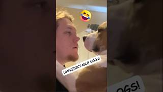 😂 Dogs Being Dog Gone Hilarious Part 27 🐾 funny [upl. by Tavie]